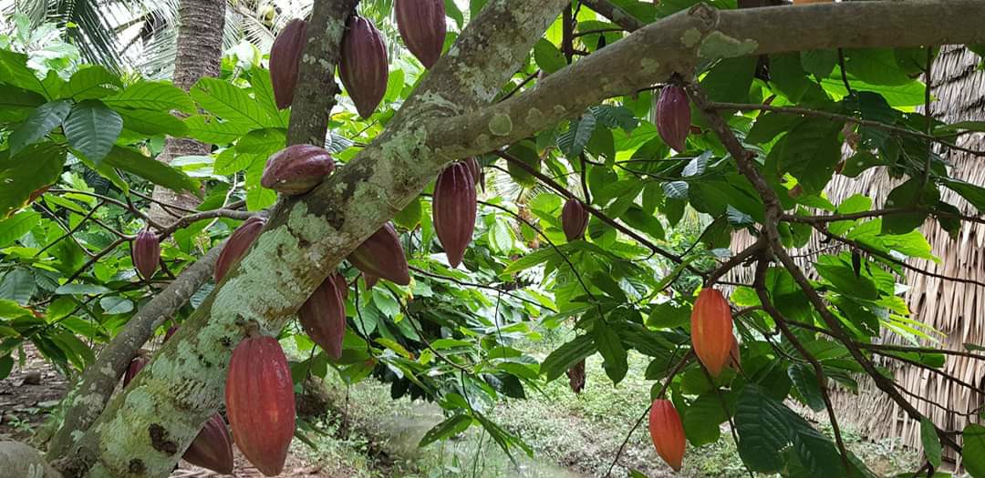 Cacao