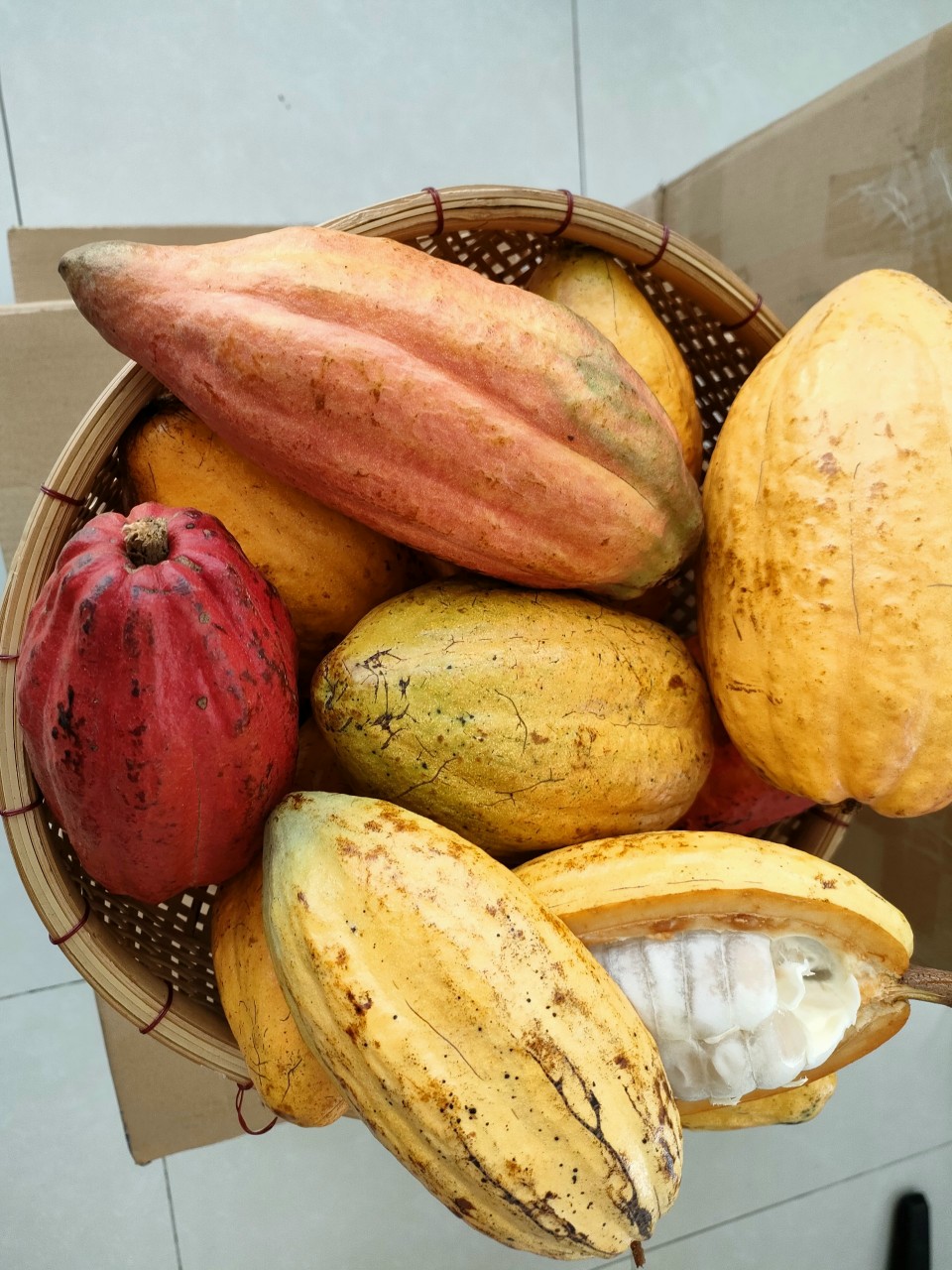 Cacao