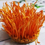 Quy trình công nghệ nuôi trồng nấm đông trùng hạ thảo dòng Cordyceps Militaris